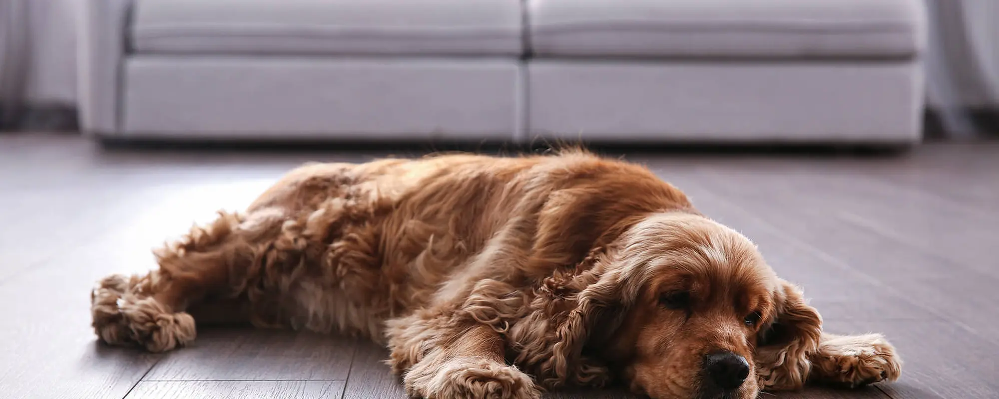 Andersonville Pet-Friendly Apartments